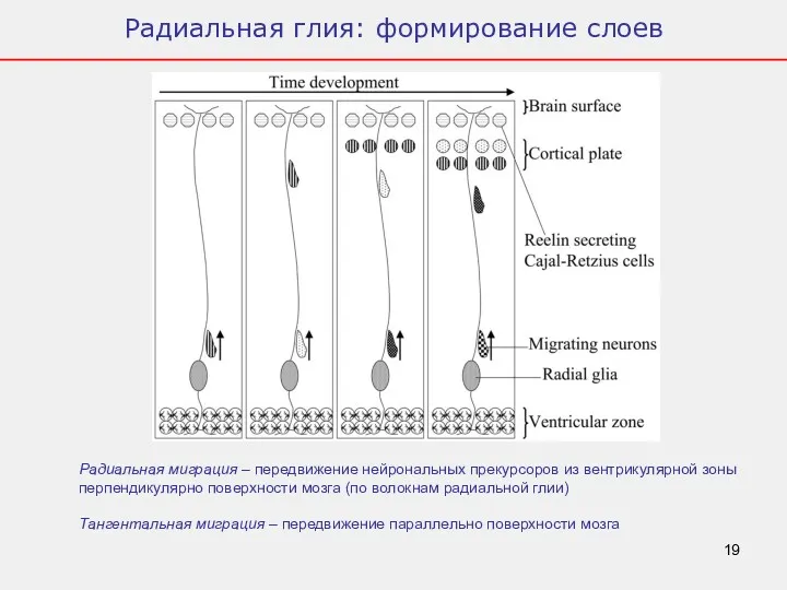 Радиальная глия: формирование слоев Радиальная миграция – передвижение нейрональных прекурсоров