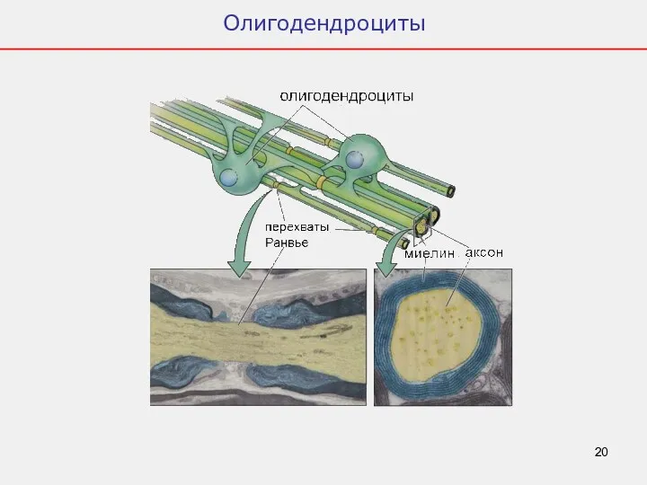 Олигодендроциты