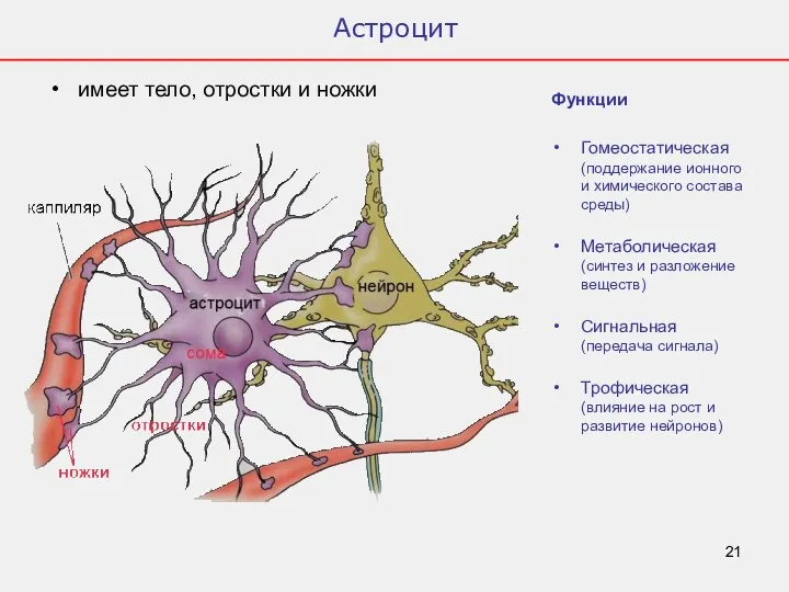 Астроцит имеет тело, отростки и ножки Функции Гомеостатическая (поддержание ионного