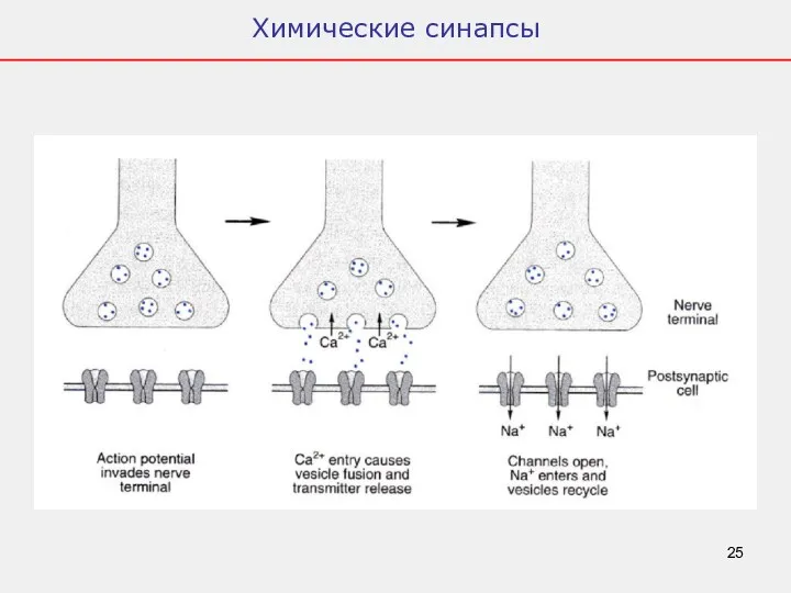 Химические синапсы