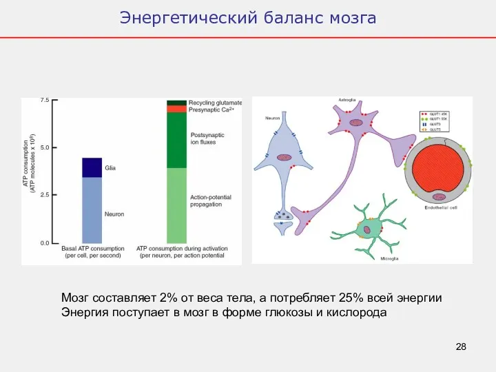 Энергетический баланс мозга Мозг составляет 2% от веса тела, а