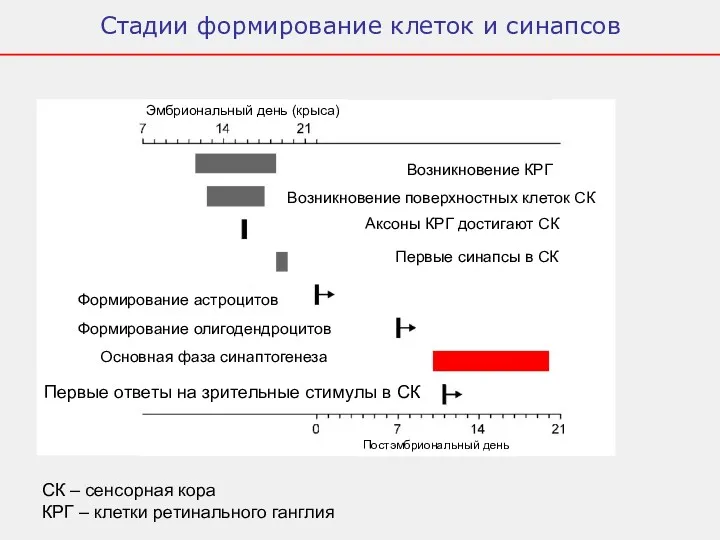 Стадии формирование клеток и синапсов СК – сенсорная кора КРГ