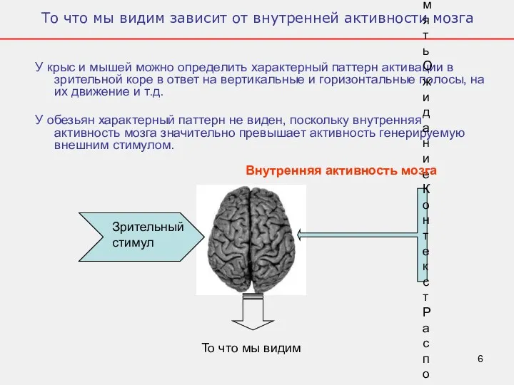 То что мы видим зависит от внутренней активности мозга У