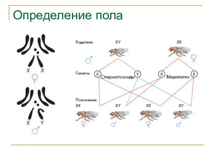 Определение пола