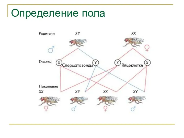 Определение пола