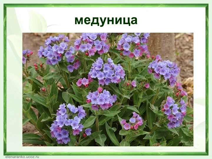 медуница