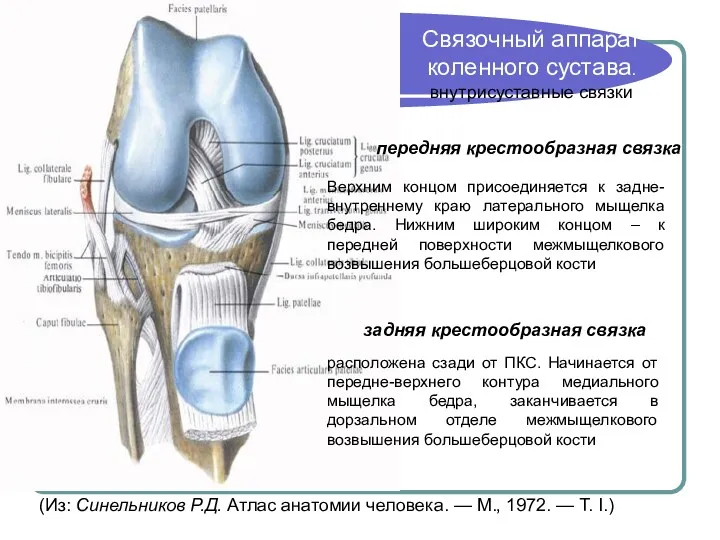 Связочный аппарат коленного сустава. внутрисуставные связки передняя крестообразная связка задняя