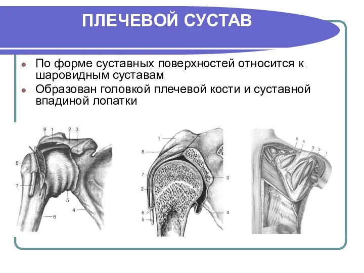 ПЛЕЧЕВОЙ СУСТАВ По форме суставных поверхностей относится к шаровидным суставам