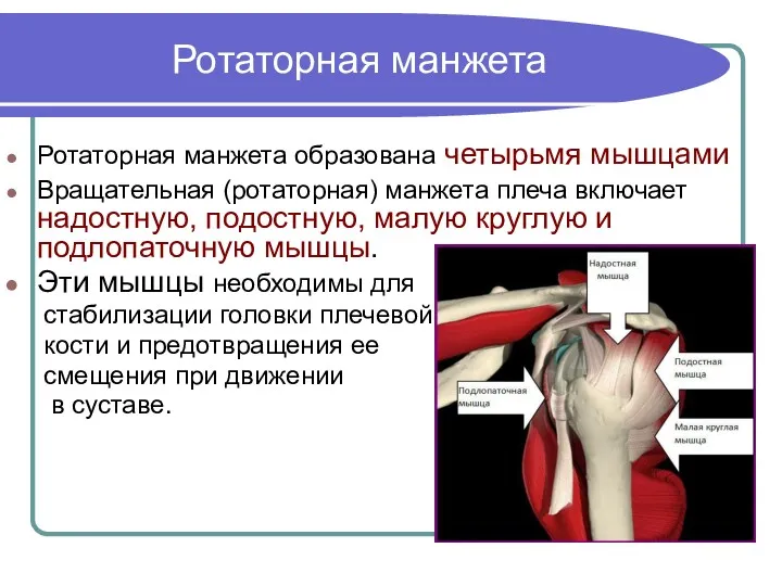 Ротаторная манжета Ротаторная манжета образована четырьмя мышцами Вращательная (ротаторная) манжета