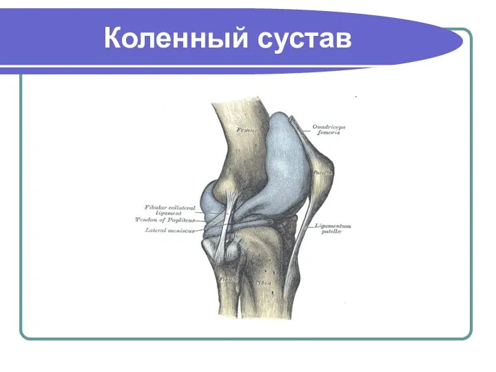 Коленный сустав