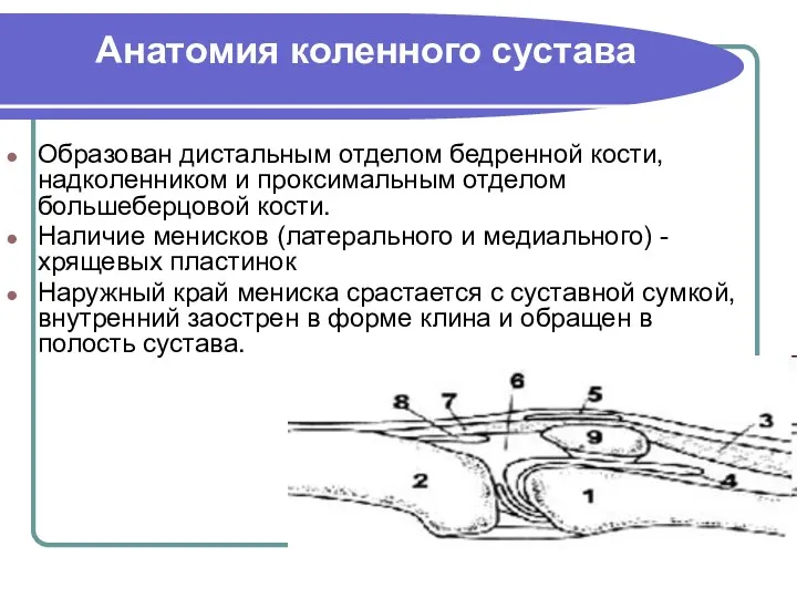 Анатомия коленного сустава Образован дистальным отделом бедренной кости, надколенником и