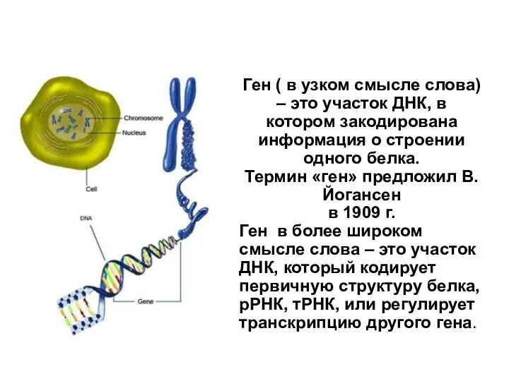 Ген ( в узком смысле слова) – это участок ДНК, в котором закодирована