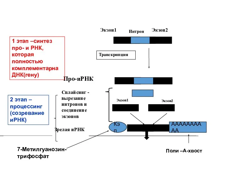 Экзон1 Экзон2 Интрон Транскрипция Про-иРНК Сплайсинг -вырезание интронов и соединение экзонов Поли –А-хвост
