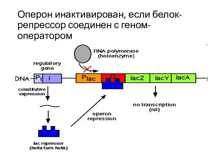 Оперон инактивирован, если белок-репрессор соединен с геном-оператором