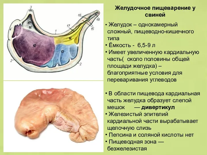 Желудочное пищеварение у свиней Желудок – однокамерный сложный, пищеводно-кишечного типа
