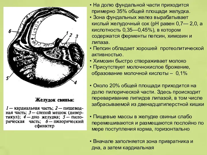 На долю фундальной части приходится примерно 35% общей площади желудка.