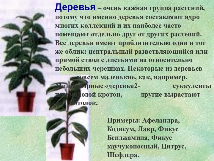 Деревья – очень важная группа растений, потому что именно деревья составляют ядро многих