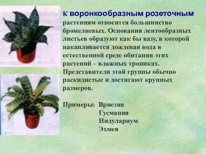 К воронкообразным розеточным растениям относится большинство бромелиевых. Основания лентообразных листьев образуют как бы