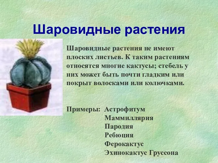 Шаровидные растения Шаровидные растения не имеют плоских листьев. К таким