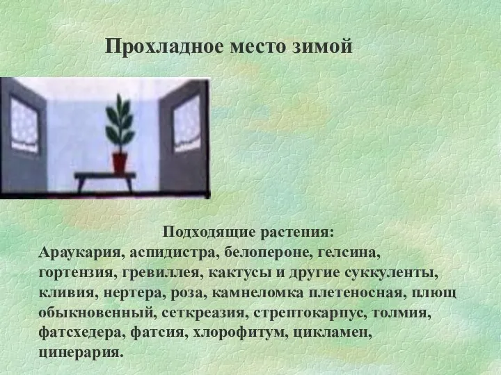 Прохладное место зимой Подходящие растения: Араукария, аспидистра, белопероне, гелсина, гортензия,