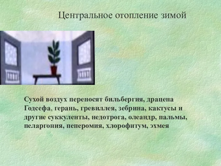 Центральное отопление зимой Сухой воздух переносят бильбергия, драцена Годсефа, герань,