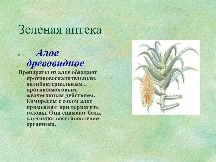 Зеленая аптека Алое древовидное Препараты из алое обладают противовоспалительным, антибактериальным , противоожоговым, желчегонным