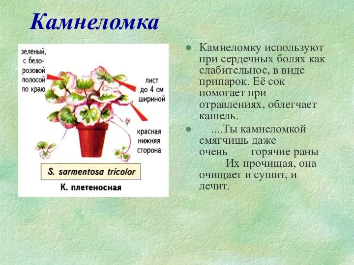 Камнеломка Камнеломку используют при сердечных болях как слабительное, в виде