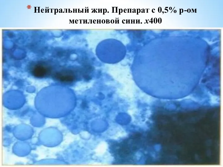 Нейтральный жир. Препарат с 0,5% р-ом метиленовой сини. х400