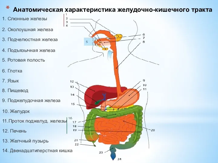 Анатомическая характеристика желудочно-кишечного тракта 1. Слюнные железы 2. Околоушная железа 3. Подчелюстная железа
