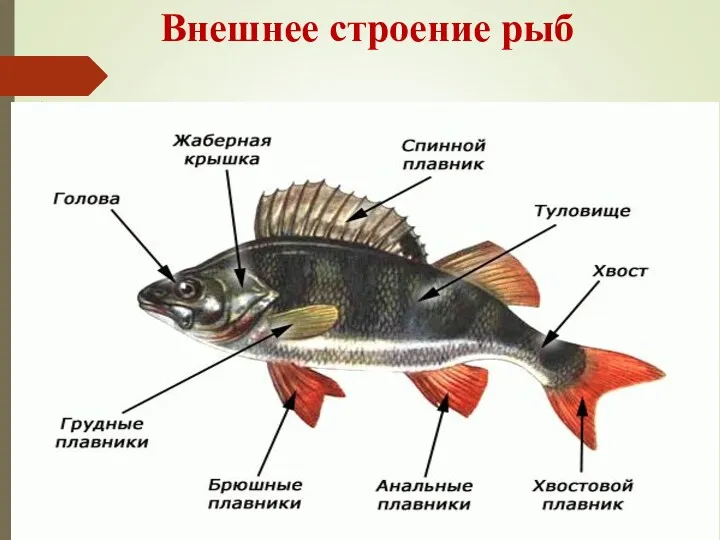 Внешнее строение рыб