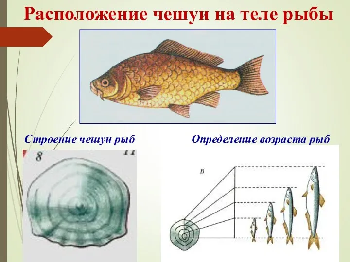 Расположение чешуи на теле рыбы Строение чешуи рыб Определение возраста рыб
