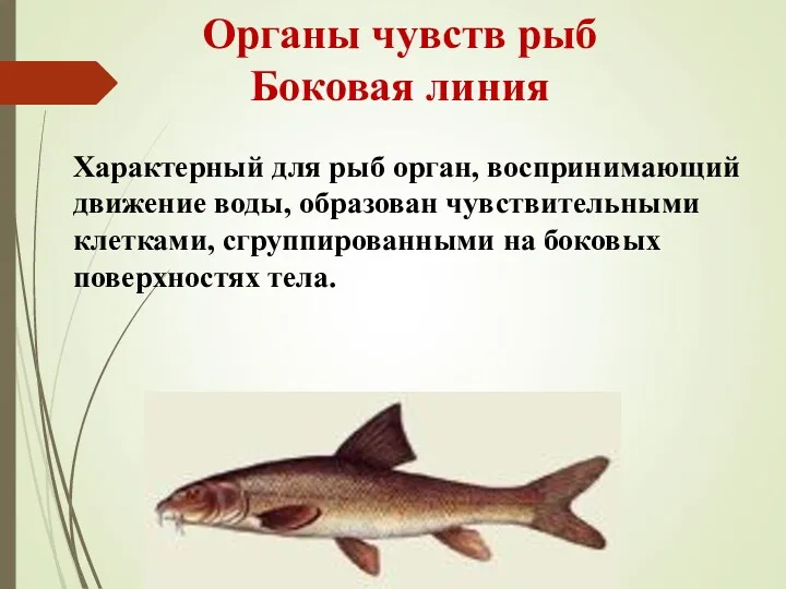 Органы чувств рыб Боковая линия Характерный для рыб орган, воспринимающий