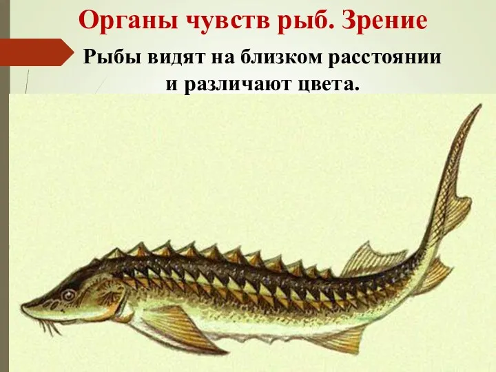 Органы чувств рыб. Зрение Рыбы видят на близком расстоянии и различают цвета.