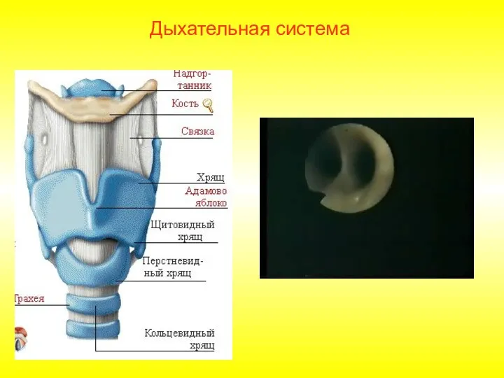 Дыхательная система