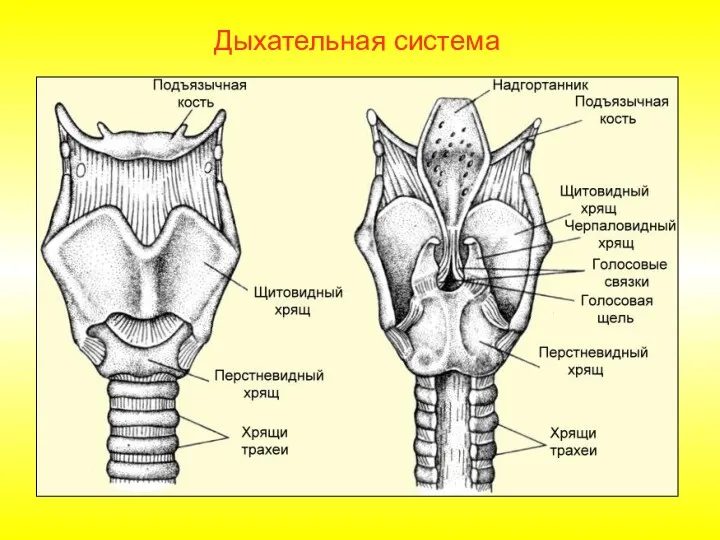 Дыхательная система