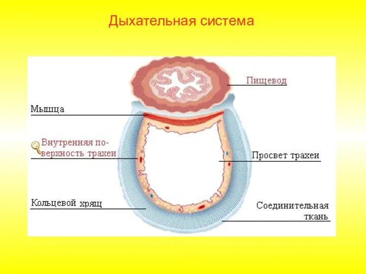 Дыхательная система