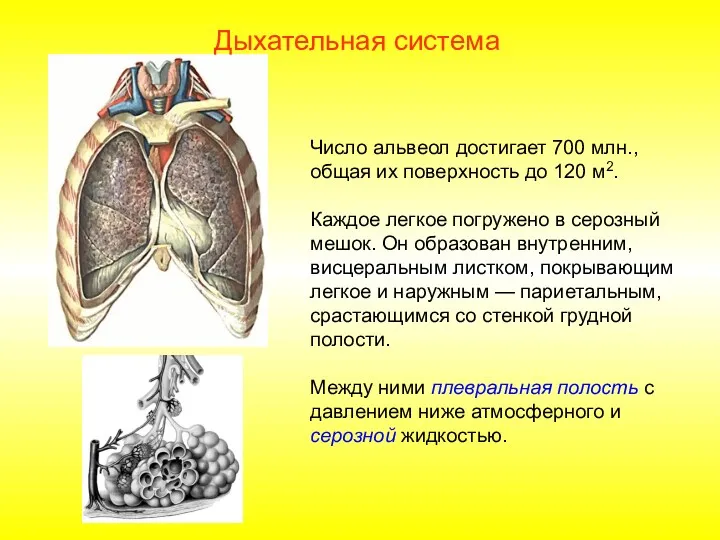 Число альвеол достигает 700 млн., общая их поверхность до 120