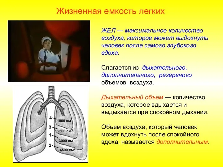 ЖЕЛ — максимальное количество воздуха, которое может выдохнуть человек после