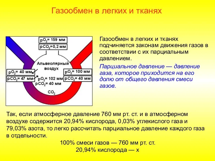 Газообмен в легких и тканях подчиняется законам движения газов в