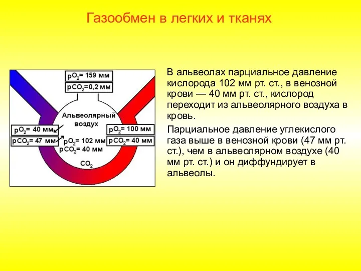 В альвеолах парциальное давление кислорода 102 мм рт. ст., в