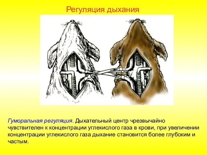 Гуморальная регуляция. Дыхательный центр чрезвычайно чувствителен к концентрации углекислого газа