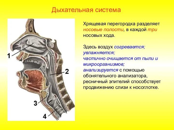 Хрящевая перегородка разделяет носовые полости, в каждой три носовых хода.