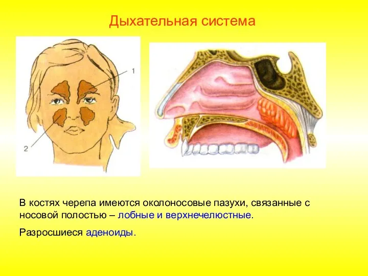 В костях черепа имеются околоносовые пазухи, связанные с носовой полостью