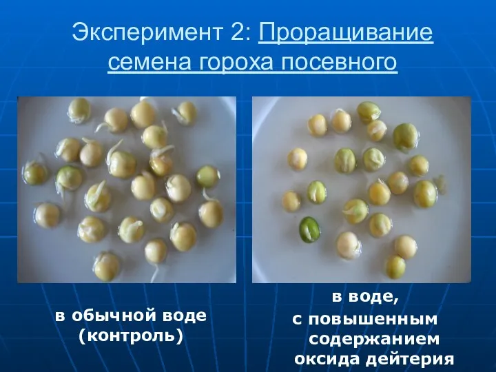 Эксперимент 2: Проращивание семена гороха посевного в воде, с повышенным