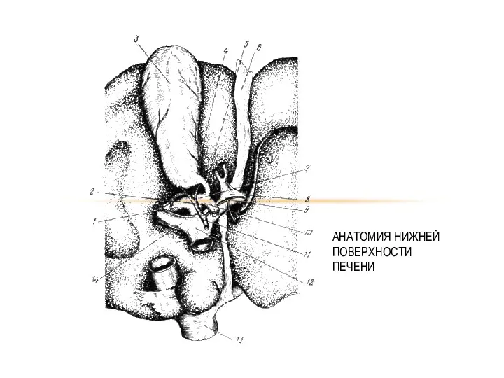 АНАТОМИЯ НИЖНЕЙ ПОВЕРХНОСТИ ПЕЧЕНИ