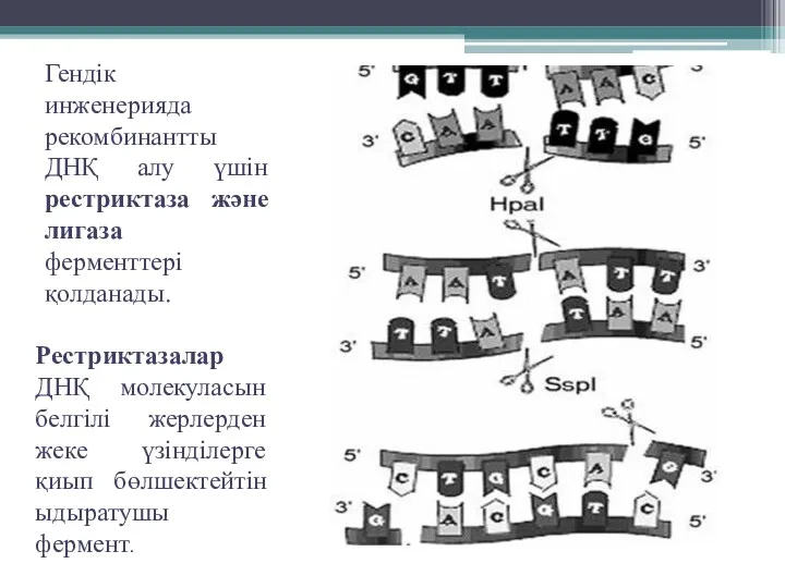 Гендік инженерияда рекомбинантты ДНҚ алу үшін рестриктаза және лигаза ферменттері