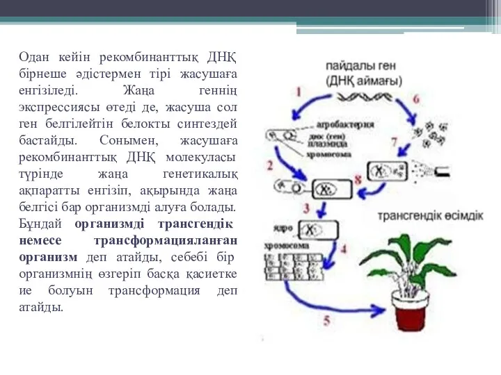 Одан кейін рекомбинанттық ДНҚ бірнеше әдістермен тірі жасушаға енгізіледі. Жаңа