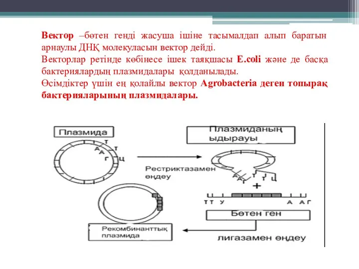 Вектор –бөтен генді жасуша ішіне тасымалдап алып баратын арнаулы ДНҚ молекуласын вектор дейді.