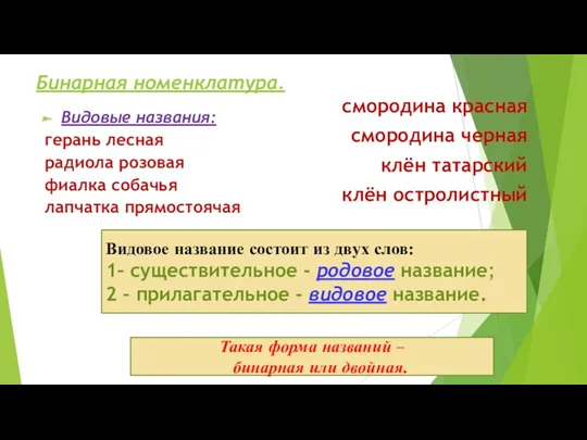 Бинарная номенклатура. Видовые названия: герань лесная радиола розовая фиалка собачья