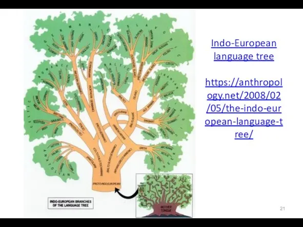 Indo-European language tree https://anthropology.net/2008/02/05/the-indo-european-language-tree/